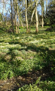 Woodland slopes in spring